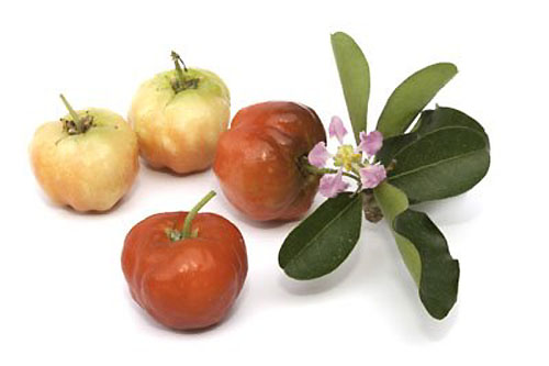 Acerola - owoce, liście, kwiat