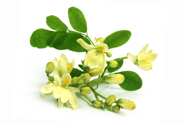Moringa - kwiaty